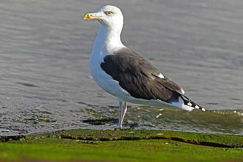 gabbiani, ring-fatturati, gabbiano più grande, uccello, gabbiano, mare, animale, natura, spiaggia, uccello di mare, costa, all'aperto, becco, animali allo stato selvatico, fauna selvatica, acqua, temi animali, vertebrato, un animale, lago, giorno, nessuno, appollaiati, analizzare, cercare, guardare, bellezza nella natura, guardando lontano, messa a fuoco selettiva, 5K, CC0, dominio pubblico, privo di copyright