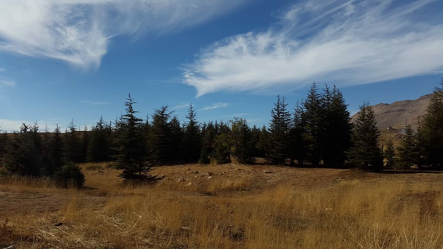 cielo blu, nuvole, natura, cielo, blu, estate, giorno, alberi, cedri, erba, paesaggio, all'aperto, la tranquillità, scena tranquilla, albero, pianta, nuvola - cielo, bellezza nella natura, terra, scenics - natura, scena non urbana, ambiente, crescita, nessuno, campo, foresta, 5K