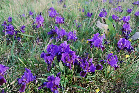 fleur-de-lis, flower, spring, flowering plant, plant, purple, beauty in nature, freshness, growth, vulnerability, fragility, petal, close-up, land, field, nature, day, inflorescence, no people, flower head, focus on foreground, springtime, iris, outdoors, crocus, flowerbed, 4K, CC0, public domain, royalty free