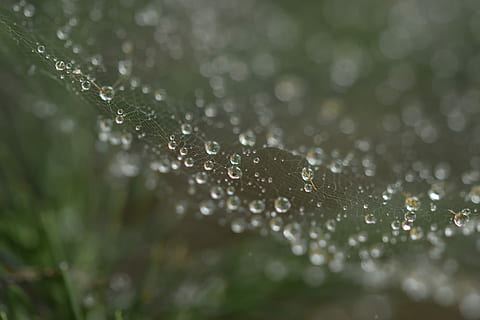 fotografierea macro, rouă, picături, web, balon, panza de paianjen, ploaie, apă, umed, h2o, cădere brusca, prospeţime, a închide, natură, selectiv, plantă, nici o persoana, fragilitate, frumusețe în natură, vulnerabilitate, zi, în aer liber, frunze, picătură de ploaie, puritate, 4K, CC0, domeniu public, fără drepturi de autor
