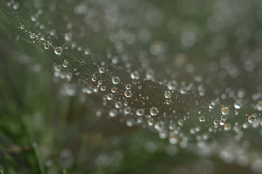 fotografierea macro, rouă, picături, web, balon, panza de paianjen, ploaie, apă, umed, h2o, cădere brusca, prospeţime, a închide, natură, selectiv, plantă, nici o persoana, fragilitate, frumusețe în natură, vulnerabilitate, zi, în aer liber, frunze, picătură de ploaie, puritate, 4K