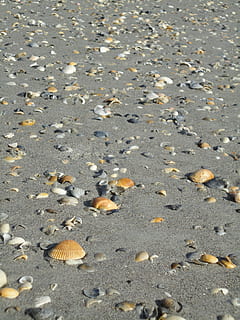 Muscheln, Strand, Schale, Meer, Ozean, Kakao Strand, Sand, Natur, keine Leute, Tierhülle, draußen, Sommer-, Tag, Land, High Angle View, Schönheit in der Natur, Vollbild, Ruhe, Sonnenlicht, Wasser, Muster, Hintergründe, Tierwelt, 4K, CC0, gemeinfrei, lizenzfrei