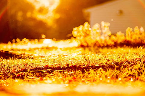 zonsondergang, over-, gazon, web, spin, vallen, herfst, helder, zonnig, selectieve aandacht, natuur, geen mensen, detailopname, fabriek, Oranje kleur, schoonheid in de natuur, geel, buitenshuis, versheid, zonlicht, kalmte, gras, water, oppervlakteniveau, achtergronden, dag, land-, 1080P, CC0, publiek domein, royaltyvrij