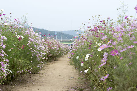 gil, travel, flowers, flower, plant, flowering plant, nature, beauty in nature, freshness, growth, no people, footpath, sky, day, architecture, outdoors, fragility, direction, botany, pink color, the way forward, vulnerability, built structure, alley, garden path, flowerbed, 5K, CC0, public domain, royalty free