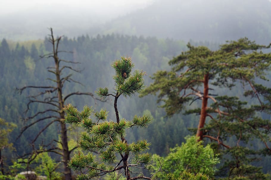 vecchio, medio, aghi, crescita, morto medio, foresta, albero morente, posto pino, pino di montagna, crescere, pino nano, pino criptato, natura, albero, nessuno, giorno, all'aperto, pianta, bellezza nella natura, nebbia, scenics - natura, terra, scena tranquilla, la tranquillità, montagna, ambiente, scena non urbana, Pino, paesaggio, albero di conifere, albero sempreverde, bosco di pini, 4K