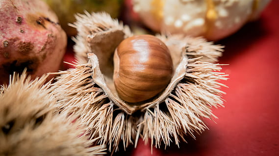 castan, coajă, fructe cupe, castan de castane, înţepător, buchengewaechs, pinten, fructe de nucă, Kesehatan, castane, Marroni, Maroni, fruct, alimente, toamnă, fructe, mânca, natură, nutriție, fructe de toamnă, comestibil, toamna decor, plantă, specialitate, maro, a închide, piuliță - mâncare, macro, nici o persoana, în interior, zi, animale tematice, mancare si bautura, natură moartă, bunăstare, mâncat sănătos, selectiv, castan - alimente, prospeţime, să se concentreze asupra primelor elemente, roșu, nuca, recipient, ghimpat, 4K, CC0, domeniu public, fără drepturi de autor