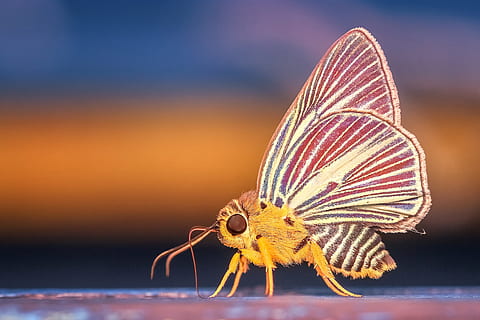 yellow, white, moth, closeup, photography, morph, butterfly, insect, macro, animal, nature, wildlife, colorful, one animal, animal wildlife, animal body part, no people, close-up, focus on foreground, invertebrate, animals in the wild, outdoors, colored background, full length, body part, sea, animal eye, 2K, CC0, public domain, royalty free