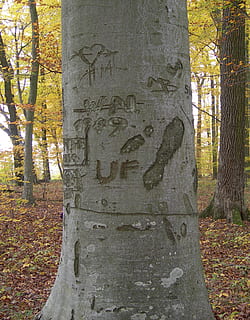 Logg, skog, gravert, bark, natur, høst skog, tre, trestamme, anlegg, stamme, høst, dag, håndverket, endring, kunst og Håndverk, ingen folk, representasjon, menneskelig representasjon, kreativitet, utendørs, carving håndverk produkt, tekst, plante del, blad, utskjæring, 1080P, CC0, offentlig domene, opphavsrett gratis