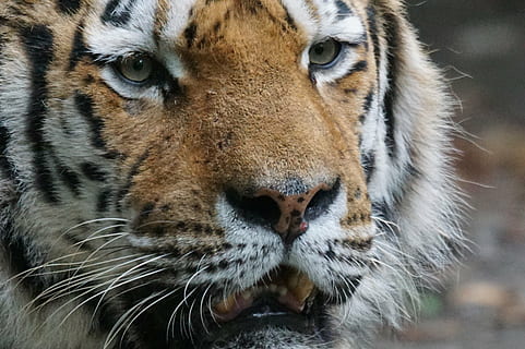 Brun, hvid, tiger, tæt, rovdyr, dyre temaer, dyr, et dyr, dyreliv, feline, dyr i naturen, stor kat, pattedyr, kat, dyr kropsdel, tæt på, bakkenbart, portræt, dyr hoved, hvirveldyr, ingen mennesker, carnivora, fokus på forgrunden, dyr øje, aggression, 2K, CC0, offentligt domæne, royaltyfrie
