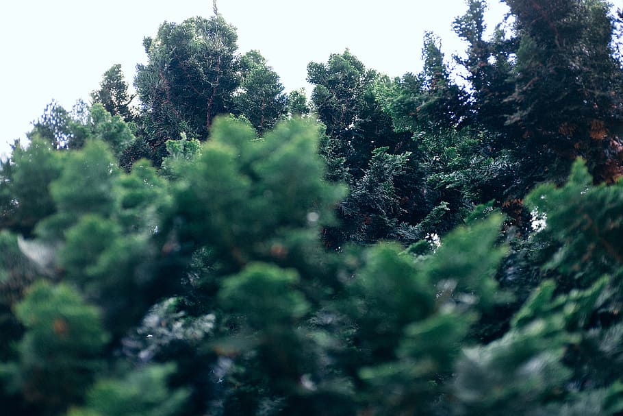 fir-nål, gran, nål, natur, Skov, træ, udendørs, grøn farve, sommer, dag, ingen mennesker, plante, vækst, skønhed i naturen, ro, selektiv fokusering, jord, rolig scene, scenics - natur, frodig løv, løv, afdeling, ikke-urbane scene, himmel, nåletræ, fyrretræ, 4K