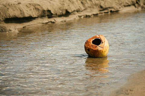 marró, closca de coco, cos, aigua, coco, corrent, shell, platja, marea, cap gent, dia, naturalesa, a l'aire lliure, menjar i beguda, davant del mar, centrar-se en primer pla, reflexió, enfocament selectiu, primer pla, material de fusta, rock, llac, sòlid, menjar, rock - object, 2K, CC0, domini públic, lliure de regalies