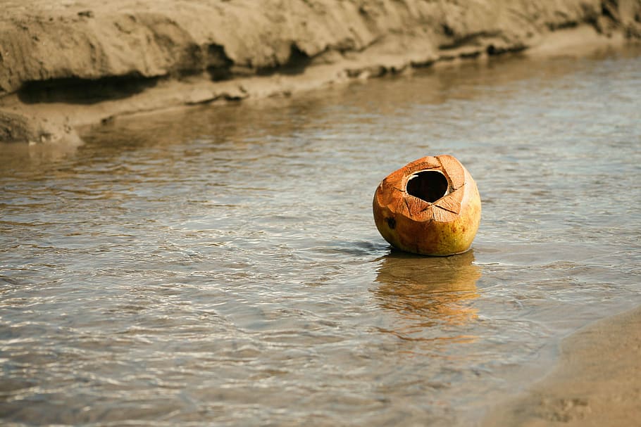 marró, closca de coco, cos, aigua, coco, corrent, shell, platja, marea, cap gent, dia, naturalesa, a l'aire lliure, menjar i beguda, davant del mar, centrar-se en primer pla, reflexió, enfocament selectiu, primer pla, material de fusta, rock, llac, sòlid, menjar, rock - object, 2K