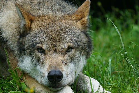 nærbillede foto, Brun, grå, ulv, at lyve, grøn, græs, rovdyr, eurasisk ulv, pack dyr, portræt, kødædende, dyreliv, dyr, natur, pattedyr, grå ulv, dyr i naturen, dyre temaer, et dyr, tæt på, ingen mennesker, dyr kropsdel, hvirveldyr, kigger på kameraet, forfra, dag, udendørs, plante, dyr hoved, dyre næse, 5K, CC0, offentligt domæne, royaltyfrie