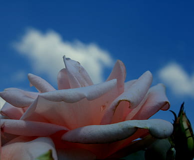 rosa, flor, florir, pètals, suau, corb, serè, atractiu, jardí, cel, blau, núvols, primer pla, planta, bellesa a la natura, naturalesa, planta amb flors, fragilitat, frescor, creixement, vulnerabilitat, dia, mà humana, centrar-se en primer pla, núvol - cel, pètal, dit, dit humà, a l'aire lliure, cap de flor, suavitat, 2K, CC0, domini públic, lliure de regalies