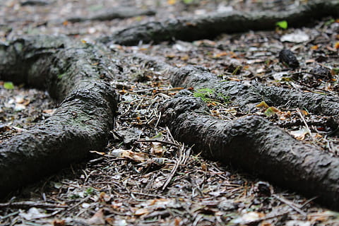 rot, skog, skygge, natur, trerot, skogssti, skogbunn, tørke, brun, selektiv fokusering, anlegg, ingen folk, dag, tre, land, nærbilde, utendørs, miljø, dyreliv, mose, trestamme, dyr i naturen, dyr, felt, reptil, strukturert, dyre temaer, 5K, CC0, offentlig domene, opphavsrett gratis