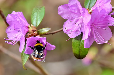 fotografia macro, bumble, arrelament d’abelles, flor, hummel, insecte, polinització, nèctar, florir, pol·len, flora, planta, naturalesa, porpra, primavera, recollir, planta amb flors, bellesa a la natura, pètal, fauna animal, fragilitat, animal, temes d'animals, vulnerabilitat, cap de flor, animals a la natura, creixement, frescor, invertebrat, primer pla, abella, un animal, color rosa, Abellot, cap gent, 4K, CC0, domini públic, lliure de regalies