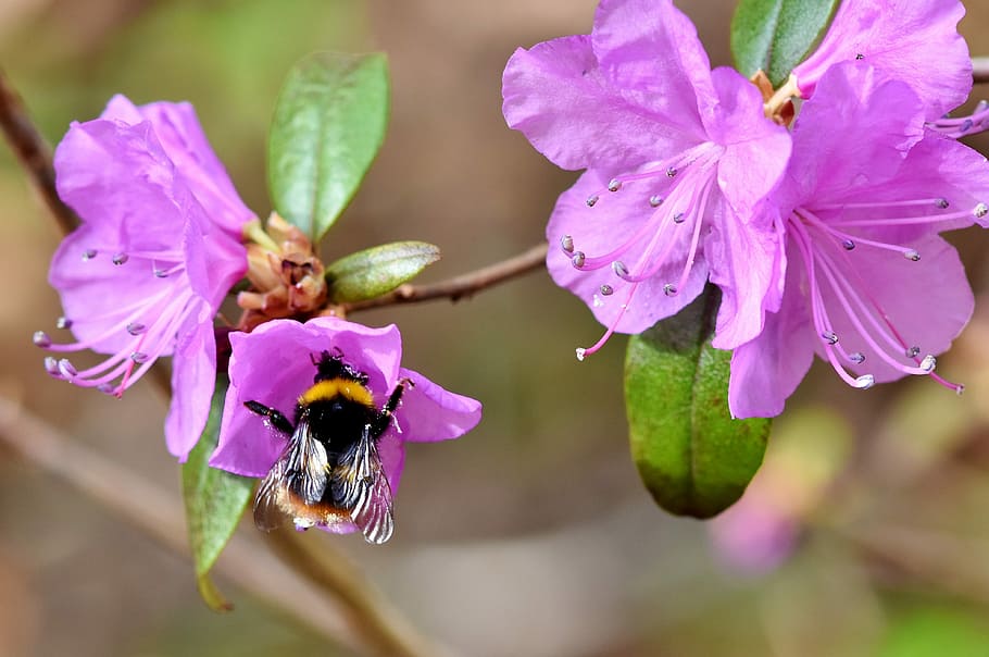 fotografia macro, bumble, arrelament d’abelles, flor, hummel, insecte, polinització, nèctar, florir, pol·len, flora, planta, naturalesa, porpra, primavera, recollir, planta amb flors, bellesa a la natura, pètal, fauna animal, fragilitat, animal, temes d'animals, vulnerabilitat, cap de flor, animals a la natura, creixement, frescor, invertebrat, primer pla, abella, un animal, color rosa, Abellot, cap gent, 4K