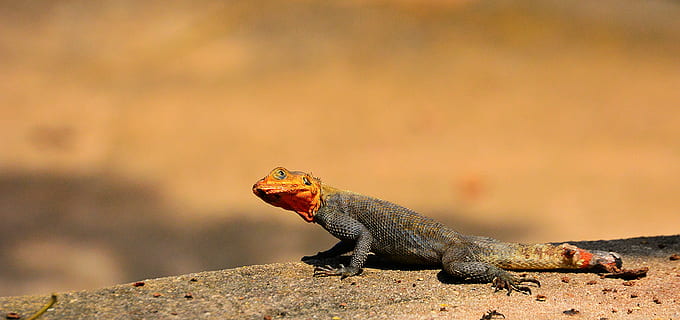 selektivní, zaostřovací fotografie, šedá, Červené, ještěrka, mělký, hnědý, leguán, agama agama, Skála, plaz, zvíře, Příroda, volně žijících živočichů, detail, tropické klima, zvířata ve volné přírodě, zvířat, jednoho zvířete, nikdo, obratlovců, pevný, rock - objekt, boční pohled, den, venku, zaměřit se na popředí, plná délka, přistát, poušť, ústa otevřená, zobrazení profilu, zvířecí ústa, 5K, CC0, veřejná doména, bez autorských práv