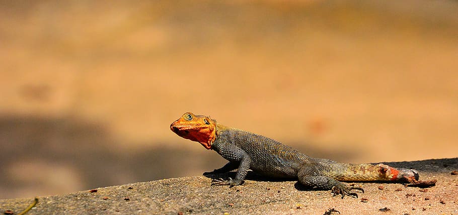 selektivní, zaostřovací fotografie, šedá, Červené, ještěrka, mělký, hnědý, leguán, agama agama, Skála, plaz, zvíře, Příroda, volně žijících živočichů, detail, tropické klima, zvířata ve volné přírodě, zvířat, jednoho zvířete, nikdo, obratlovců, pevný, rock - objekt, boční pohled, den, venku, zaměřit se na popředí, plná délka, přistát, poušť, ústa otevřená, zobrazení profilu, zvířecí ústa, 5K