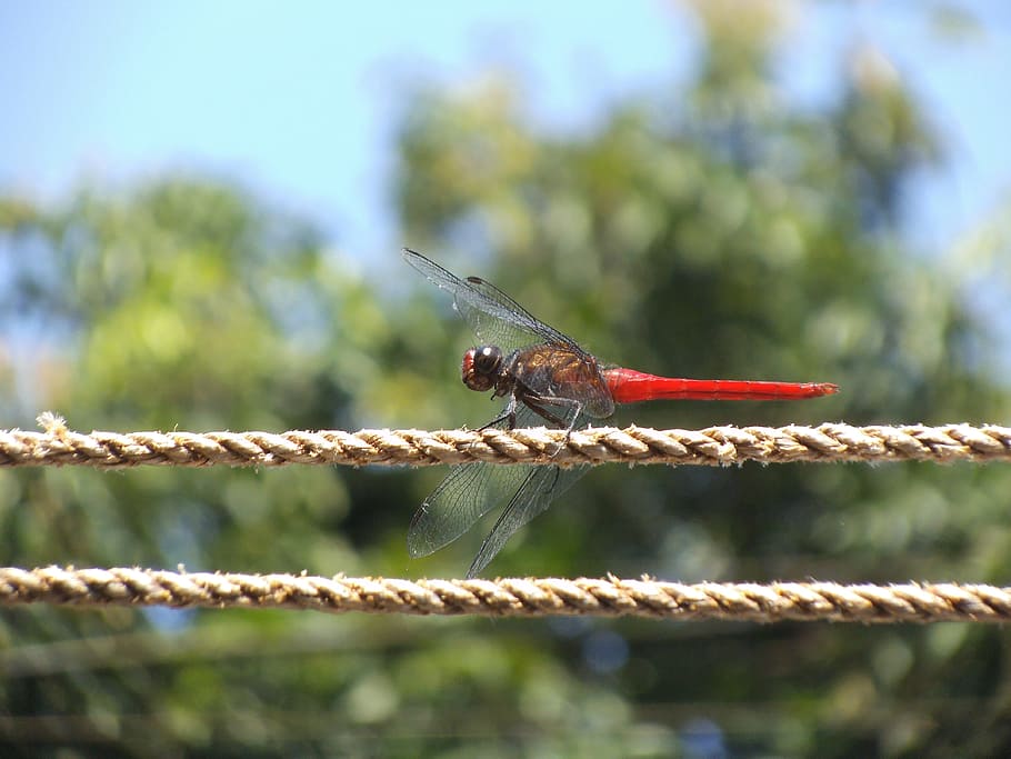 libelulă, Dragon rosu, insectă, gândac, natură, creatură, a zbura, un animal, animale tematice, animale în sălbăticie, zi, animale sălbatice, animal, nevertebrat, să se concentreze asupra primelor elemente, a închide, animal aripă, nici o persoana, în aer liber, plantă, lumina soarelui, vedere laterală, selectiv, balustradă, 4K