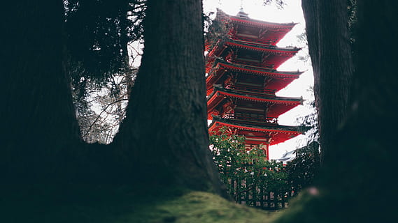 i skogen, lav, vinkelfotografi, pagoda, bygning, struktur, tinning, hage, tre, anlegg, bygget struktur, arkitektur, Religion, natur, tro, stamme, trestamme, åndelighet, bygge eksteriør, dag, ingen folk, sted for tilbedelse, vekst, utendørs, 4K, CC0, offentlig domene, opphavsrett gratis