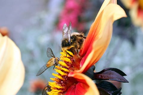 insekter, hvepse, bier, Hoverfly, blomst, støvdrager, kronblad, fodring, natur, gul, makro, insekt, vinge, dyreliv, tæt på, honning, sommer, stik, humlebi, blomstrende plante, skønhed i naturen, dyre temaer, blomsterhoved, dyr i naturen, sårbarhed, skrøbelighed, plante, et dyr, friskhed, dyr, vækst, hvirvelløse, blomsterstand, pollen, bestøvning, dyrefløj, ingen mennesker, sommerfugl - insekt, udendørs, 4K, CC0, offentligt domæne, royaltyfrie