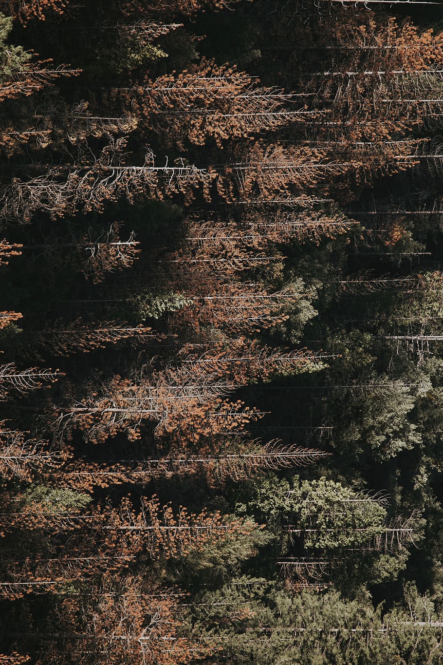 aerian, vizualizați fotografia, domeniul forestier, fotografie, maro, verde, copaci, timpul zilei, pădure, toamnă, cădea, copac, yosemite, peisaj, natură, plantă, nici o persoana, zi, teren, liniște, creştere, frumusețe în natură, în aer liber, scenă non-urbană, o scenă liniștită, cadru complet, fundaluri, vedere în unghi mare, apă, grămadă, lumina soarelui, scenice - natura, 5K