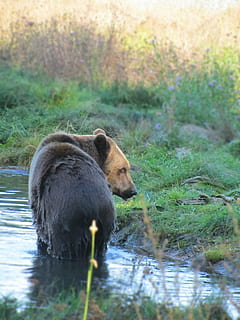 bære, brun bjørn, sol, forår, dyreliv park, Bamse, dyr, svømme, pattedyr, pels, fluffy, græs, vand, ray, dyre temaer, dyr i naturen, dyreliv, hvirveldyr, et dyr, natur, plante, ingen mennesker, dag, sø, selektiv fokusering, udendørs, Skov, 4K, CC0, offentligt domæne, royaltyfrie