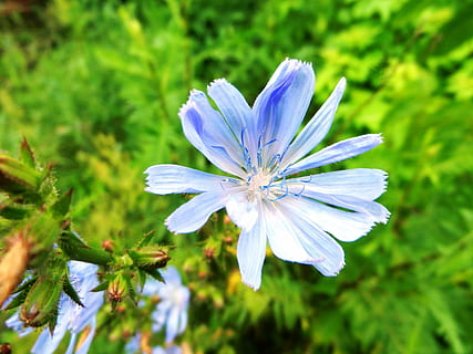 fiore, stami, messaggi, polline, macro, natura, estate, fioritura, pianta, avvicinamento, blu, petalo, pianta fiorita, bellezza nella natura, freschezza, fragilità, crescita, vulnerabilità, infiorescenza, testa di fiore, fiorire, bellezza, viola, all'aperto, nessuno, colore verde, morbidezza, purezza, innocenza, 4K, CC0, dominio pubblico, privo di copyright