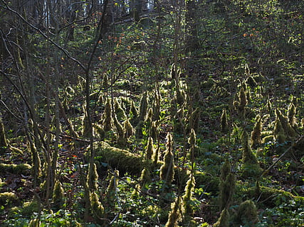 bosc, llum de fons, molsa, bemoost, sòl del bosc, creixement de la molsa, incrustació, sotabosc, naturalesa, arbre, a l'aire lliure, planta, terra, creixement, bellesa a la natura, tranquil·litat, cap gent, dia, tronc de l'arbre, escenics - natura, tronc, escena tranquil·la, color verd, escena no urbana, exuberant fullatge, fullatge, selva tropical, bambú - planta, pantà, 4K, CC0, domini públic, lliure de regalies