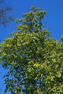 kastanye, musim semi, pohon, pohon kastanye, hijau, bunga-bunga, Daun-daun, alam, tunas, tunas kastanye, kebangkitan musim semi, mekar, indah, kanopi, langit, menanam, pertumbuhan, tampilan sudut rendah, keindahan di alam, langit cerah, biru, hari, tidak ada orang, warna hijau, cabang, sinar matahari, ketenangan, di luar rumah, daun, bagian tanaman, kesegaran, tanaman berbunga, 5K, CC0, domain publik, bebas royalti