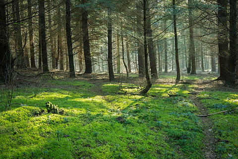 bilde, grønn, brun, trær, planter, dagtid, skog, sol, mose, tre, tåke, landskap, natur, glade, gran, soloppgang, flora, lys, solstråle, land, anlegg, grønn farge, ro, vekst, skjønnhet i naturen, rolig scene, gress, stamme, trestamme, dag, ingen folk, naturskjønnhet - natur, ikke-urbane scene, husdyr, pattedyr, utendørs, 5K, CC0, offentlig domene, opphavsrett gratis