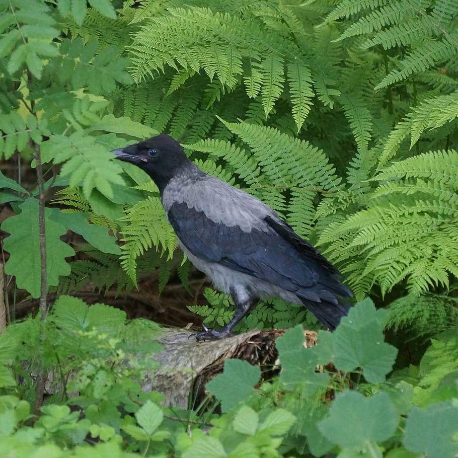 Corb, corvus corone cornix, ocell, naturalesa, animal, vida salvatge, temes d'animals, animals a la natura, vertebrats, fauna animal, planta, un animal, part de la planta, full, color verd, arbre, creixement, dia, posat, cap gent, color negre, a l'aire lliure, bellesa a la natura, 2K