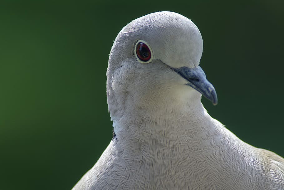 colom, collar, retrat, ocell, naturalesa, un animal, vertebrats, fauna animal, animals a la natura, primer pla, bec, part del cos dels animals, cap gent, gris, Color blanc, centrar-se en primer pla, part del cos, dia, ull d’animals, vista del perfil, 4K