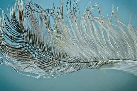 avvicinamento, fotografia, grigio, piuma, strauss spring, alleviare, Strauss, vicino, piuma d'uccello, vestito di primavera, piume, uccello, arioso, tenero, nessuno, natura, bellezza nella natura, giorno, all'aperto, acqua, mare, blu, la tranquillità, pianta, ambiente, concentrarsi sulle conoscenze acquisite, semplicità, asciutto, strutturato, temperatura fredda, morbidezza, inquinamento, 2K, CC0, dominio pubblico, privo di copyright