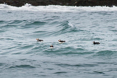 svømning af atlantiske lundefugle, fire, atlantiske lundefugle, svømning, atlantic, lunder, søpapegøje, bølger, bølge, flydende, hav, natur, vand, fugl, dyr og kæledyr, blå, dyr, dyr i naturen, dyre temaer, dyreliv, havnefronten, dag, gruppe af dyr, skønhed i naturen, hvirveldyr, høj vinkel visning, udendørs, ingen mennesker, bevægelse, sport, flyder på vandet, 1080P, CC0, offentligt domæne, royaltyfrie