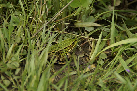 frog, tree frog, grass, meadow, green, amphibian, small, animal, sit, hidden, plant, growth, selective focus, green color, nature, land, field, no people, close-up, day, plant part, full frame, beauty in nature, animal themes, animal wildlife, leaf, backgrounds, one animal, blade of grass, 5K, CC0, public domain, royalty free