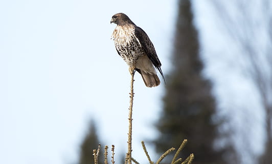 falco, uccello, rosso, coda, piuma, albero, superiore, natura, preda, animale, fauna selvatica, animali allo stato selvatico, temi animali, un animale, vertebrato, appollaiati, pianta, uccello rapace, concentrarsi sulle conoscenze acquisite, giorno, nessuno, inverno, ramo, la neve, lunghezza intera, aquila, albero di conifere, 2K, CC0, dominio pubblico, privo di copyright