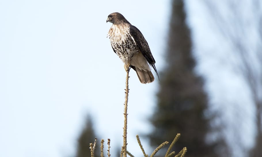 falco, uccello, rosso, coda, piuma, albero, superiore, natura, preda, animale, fauna selvatica, animali allo stato selvatico, temi animali, un animale, vertebrato, appollaiati, pianta, uccello rapace, concentrarsi sulle conoscenze acquisite, giorno, nessuno, inverno, ramo, la neve, lunghezza intera, aquila, albero di conifere, 2K