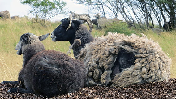 Goats, Mutton, Sheep, Blocks, Pasture, animals, wool, breeding, eat, rügen, animal, danger, lying down, day, animal themes, animal wildlife, mammal, group of animals, tree, animals in the wild, nature, no people, plant, land, two animals, vertebrate, young animal, field, outdoors, domestic animals, togetherness, focus on foreground, animal family, herbivorous, 2K, CC0, public domain, royalty free