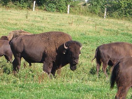 banteng, kawanan, daging sapi, ternak, daging panggang, liar, Amerika, pembiakan, India, sekelompok binatang, mamalia, tema binatang, hewan, rumput, menanam, bidang, tanah, binatang lokal, bertulang belakang, alam, binatang di alam liar, hari, tidak ada orang, satwa liar hewan, lokal, hewan peliharaan, warna hijau, herbivora, di luar rumah, 2K, CC0, domain publik, bebas royalti