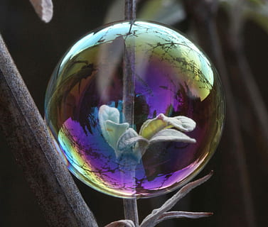 green, leaves, inside, bubble, soap bubble, light, reflection, shimmer, weightless, ease, sphere, no people, fishbowl, close-up, transparent, nature, water, globe - man made object, glass - material, indoors, shape, day, animal themes, planet earth, animal, animals in captivity, multi colored, 2K, CC0, public domain, royalty free