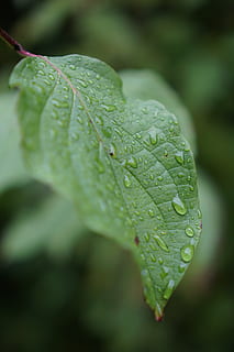 blad, vand, dryppe, regn, ark i vandet, grøn, plante, natur, i vandet, regndråbe, plante del, grøn farve, tæt på, dråbe, våd, vækst, skønhed i naturen, friskhed, dag, ingen mennesker, fokus på forgrunden, selektiv fokusering, udendørs, bladvenen, dug, blade, renhed, 5K, CC0, offentligt domæne, royaltyfrie
