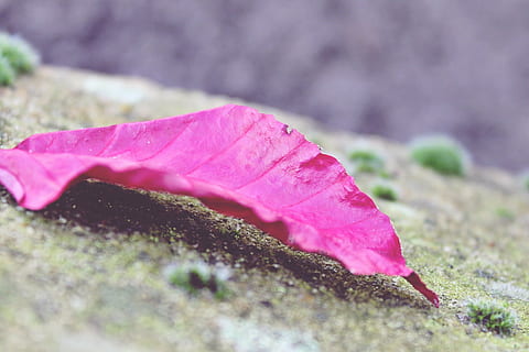 blad, rood, mos, steen, grond, detailopname, herfst, natuur, rood blad, bladeren vallen, kleur, herfstblad, roze kleur, selectieve aandacht, fabriek, geen mensen, buitenshuis, schoonheid in de natuur, dag, bloem, Purper, breekbaarheid, kwetsbaarheid, groei, land-, enkel object, solide, bloeiende plant, rock - object, oppervlakteniveau, 1080P, CC0, publiek domein, royaltyvrij