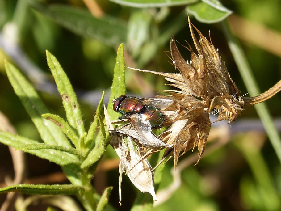 selectiu, focalitzar la fotografia, biberó posat, verd, full, botfly, molèsties, mosca vermella, invertebrat, fauna animal, animals a la natura, temes d'animals, insecte, animal, un animal, primer pla, planta, centrar-se en primer pla, naturalesa, dia, cap gent, ala dels animals, part de la planta, color verd, a l'aire lliure, llum solar, creixement, 2K