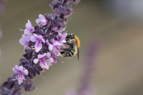 basilico, ape selvaggia, nettare, ape, fiorire, fioritura, natura, estate, insetto, viola, vicino, polline, impollinazione, macro, fiore viola, fiore, un animale, fragilità, pianta, concentrarsi sulle conoscenze acquisite, temi animali, pianta fiorita, invertebrato, fauna selvatica, animali allo stato selvatico, animale, bellezza nella natura, freschezza, vulnerabilità, petalo, avvicinamento, testa di fiore, crescita, nessuno, bombo, 4K, CC0, dominio pubblico, privo di copyright
