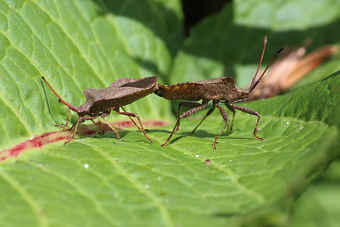 bladbuggen, parning, skog, makro, insekt, stänga, blad, natur, djur-, vilda djur och växter, närbild, ryggradslös, artropod, skalbagge, skadedjur, djurteman, grön färg, djur i det vilda, ett djur, växtdel, djurliv, inget folk, dag, gräshoppa, selektiv fokusering, djur kroppsdel, växt, djurantenn, utomhus, löv, 5K, CC0, offentligt domän, royaltyfria