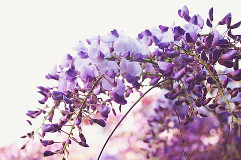 fotografia de lent de desplaçament inclinable, porpra, flors, flors de flors, selectiu, focal, foto, blanc, pètal, flor, naturalesa, planta, color rosa, primer pla, primavera, bellesa a la natura, blau, macro, cap de flor, frescor, arbre, cap gent, branca, fragilitat, planta amb flors, vulnerabilitat, creixement, vista d’angle baix, vinya, glicines, a l'aire lliure, espígol, lila, flor de cirerer, 5K, CC0, domini públic, lliure de regalies