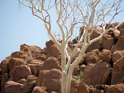 rock, desert, namibia, cel, rock - object, naturalesa, sòlid, vista d’angle baix, cel clar, cap gent, dia, bellesa a la natura, planta, tranquil·litat, formació de roca, arbre nu, arbre, escena tranquil·la, escenics - natura, clima àrid, llum solar, clima, a l'aire lliure, erosionat, 2K, CC0, domini públic, lliure de regalies