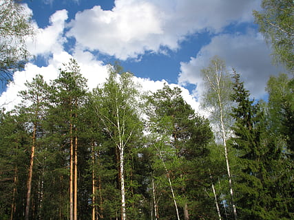 jaro, modrá obloha, mraky, krajina, les, slunce, kupovité mraky, den, květy pupeny, bříza, stromy, výšek, efi, kmeny stromů, živá příroda, Rusko, perm krai, procházka, Krásná, pravá krása, listy, rostlina, strom, růst, krása v přírodě, nebe, přistát, klid, klidné scény, zelená barva, nikdo, nízký úhel pohledu, mimoměstské scény, Příroda, mrak - nebe, scenics - příroda, idylický, venku, životní prostředí, jehličnatého stromu, bambus - rostlina, borové lesy, 2K, CC0, veřejná doména, bez autorských práv